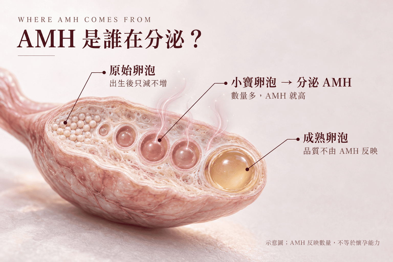 示意圖，AMH反映數量